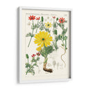 Botánicos Brillantes Iv | Cuadro decorativo de Canvas Lab