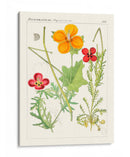 Botánicos Brillantes V | Cuadro decorativo de Canvas Lab