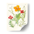 Botánicos Brillantes V | Cuadro decorativo de Canvas Lab