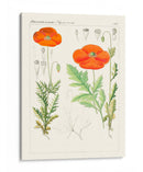 Botánicos Brillantes Vi | Cuadro decorativo de Canvas Lab