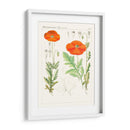 Botánicos Brillantes Vi | Cuadro decorativo de Canvas Lab