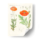 Botánicos Brillantes Vi | Cuadro decorativo de Canvas Lab