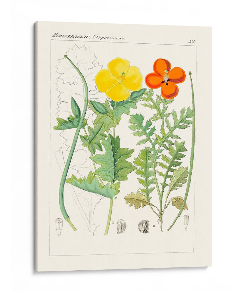 Botanics Brillantes Vii | Cuadro decorativo de Canvas Lab