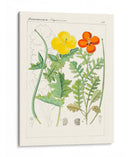 Botanics Brillantes Vii | Cuadro decorativo de Canvas Lab