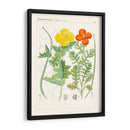 Botanics Brillantes Vii | Cuadro decorativo de Canvas Lab