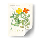 Botanics Brillantes Vii | Cuadro decorativo de Canvas Lab