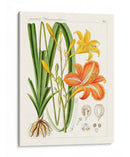 Botánicos Brillantes Viii | Cuadro decorativo de Canvas Lab