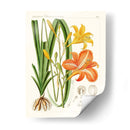 Botánicos Brillantes Viii | Cuadro decorativo de Canvas Lab