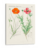 Botánicos Brillantes Ix | Cuadro decorativo de Canvas Lab