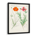Botánicos Brillantes Ix | Cuadro decorativo de Canvas Lab