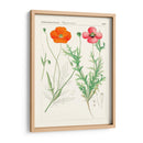 Botánicos Brillantes Ix | Cuadro decorativo de Canvas Lab