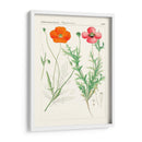 Botánicos Brillantes Ix | Cuadro decorativo de Canvas Lab
