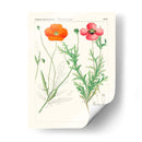 Botánicos Brillantes Ix | Cuadro decorativo de Canvas Lab