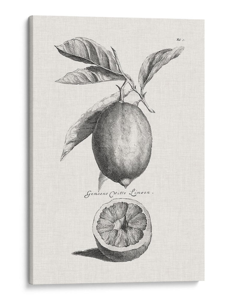 Limones Antiguos Y Naranjas I | Cuadro decorativo de Canvas Lab