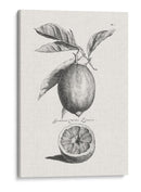 Limones Antiguos Y Naranjas I | Cuadro decorativo de Canvas Lab