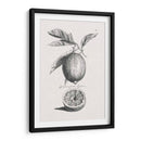 Limones Antiguos Y Naranjas I | Cuadro decorativo de Canvas Lab