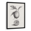 Limones Antiguos Y Naranjas I | Cuadro decorativo de Canvas Lab