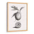 Limones Antiguos Y Naranjas I | Cuadro decorativo de Canvas Lab