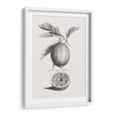 Limones Antiguos Y Naranjas I | Cuadro decorativo de Canvas Lab