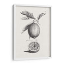 Limones Antiguos Y Naranjas I | Cuadro decorativo de Canvas Lab