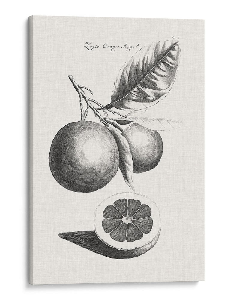 Limones Antiguos Y Naranjas Ii | Cuadro decorativo de Canvas Lab