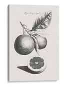 Limones Antiguos Y Naranjas Ii | Cuadro decorativo de Canvas Lab