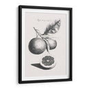 Limones Antiguos Y Naranjas Ii | Cuadro decorativo de Canvas Lab
