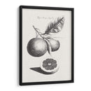 Limones Antiguos Y Naranjas Ii | Cuadro decorativo de Canvas Lab