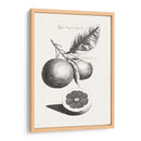 Limones Antiguos Y Naranjas Ii | Cuadro decorativo de Canvas Lab