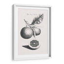 Limones Antiguos Y Naranjas Ii | Cuadro decorativo de Canvas Lab