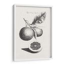 Limones Antiguos Y Naranjas Ii | Cuadro decorativo de Canvas Lab