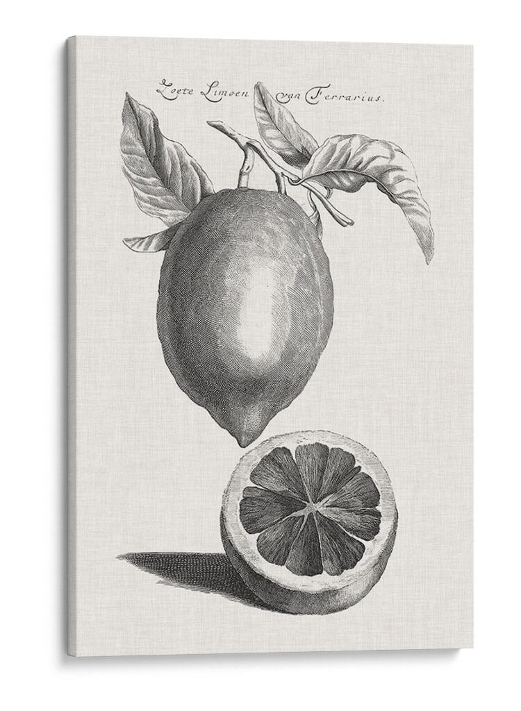 Limones Antiguos Y Naranjas Iii | Cuadro decorativo de Canvas Lab