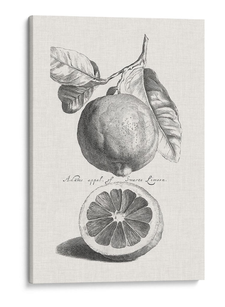 Limones Antiguos Y Naranjas Iv | Cuadro decorativo de Canvas Lab