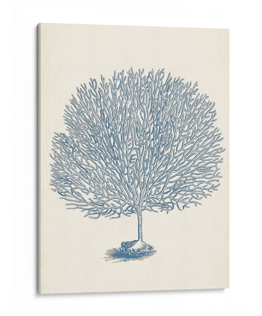 Colección De Coral Antigua I - Vision Studio | Cuadro decorativo de Canvas Lab