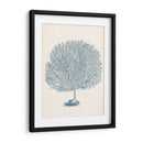 Colección De Coral Antigua I - Vision Studio | Cuadro decorativo de Canvas Lab
