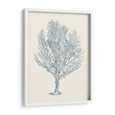 Colección De Coral Antigua Iii - Vision Studio | Cuadro decorativo de Canvas Lab
