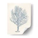 Colección De Coral Antigua Iii - Vision Studio | Cuadro decorativo de Canvas Lab