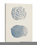 Colección De Coral Antigua Vii - Vision Studio | Cuadro decorativo de Canvas Lab