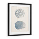 Colección De Coral Antigua Vii - Vision Studio | Cuadro decorativo de Canvas Lab
