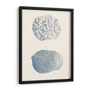 Colección De Coral Antigua Vii - Vision Studio | Cuadro decorativo de Canvas Lab