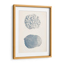 Colección De Coral Antigua Vii - Vision Studio | Cuadro decorativo de Canvas Lab