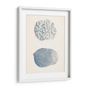 Colección De Coral Antigua Vii - Vision Studio | Cuadro decorativo de Canvas Lab