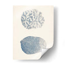 Colección De Coral Antigua Vii - Vision Studio | Cuadro decorativo de Canvas Lab