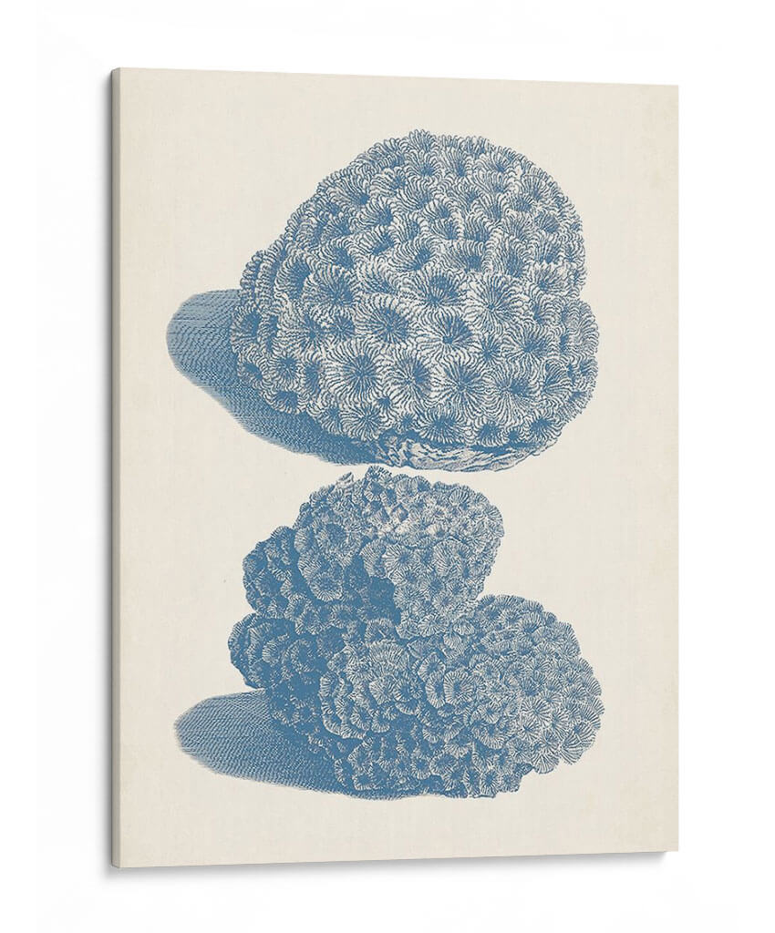Colección De Coral Antigua Viii - Vision Studio | Cuadro decorativo de Canvas Lab