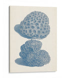 Colección De Coral Antigua Viii - Vision Studio | Cuadro decorativo de Canvas Lab