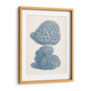 Colección De Coral Antigua Viii - Vision Studio | Cuadro decorativo de Canvas Lab