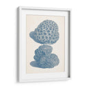 Colección De Coral Antigua Viii - Vision Studio | Cuadro decorativo de Canvas Lab