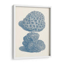 Colección De Coral Antigua Viii - Vision Studio | Cuadro decorativo de Canvas Lab