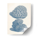 Colección De Coral Antigua Viii - Vision Studio | Cuadro decorativo de Canvas Lab