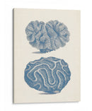 Colección De Coral Antigua Ix - Vision Studio | Cuadro decorativo de Canvas Lab